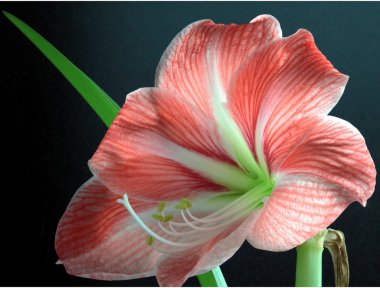 Pink flower of amarylis plant clipart