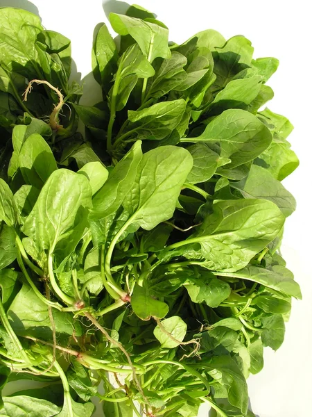 Groene bladeren van spinazie — Stockfoto