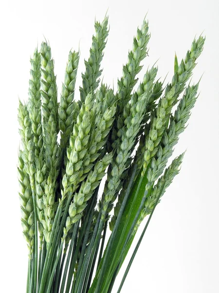 Pere verdi di piante di grano prima della fioritura — Foto Stock