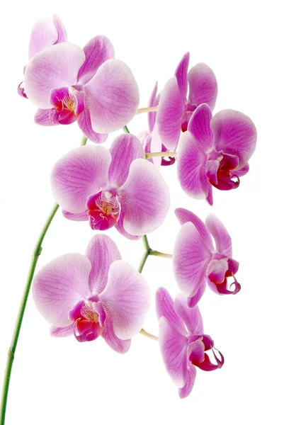 Rosa und lila Orchideen — Stockfoto