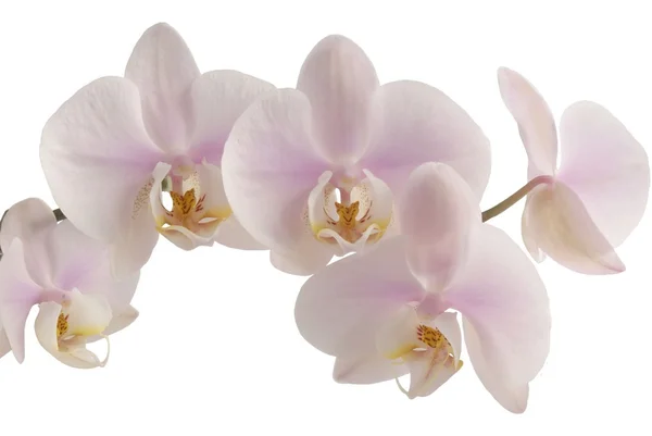 Цветы розовой орхидеи — стоковое фото