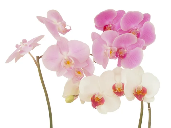 Multicolor orkidéer — Stockfoto