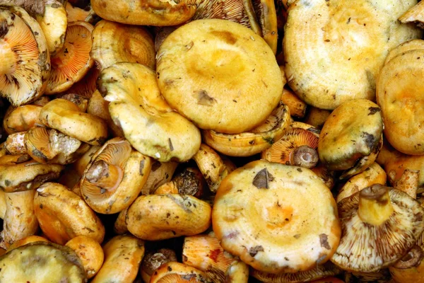 Їстівні гриби "лактарій " — стокове фото