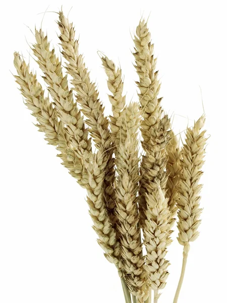 Orecchie secche di grano — Foto Stock