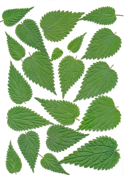 Leaves of nettle — Stock Photo, Image