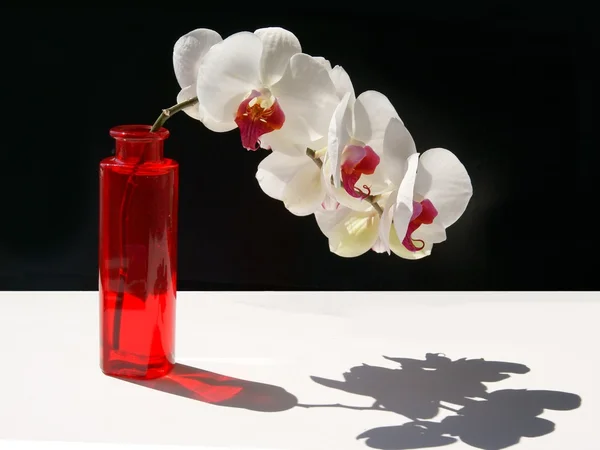 Orchidea bianca e viola in vaso di vetro rosso — Foto Stock