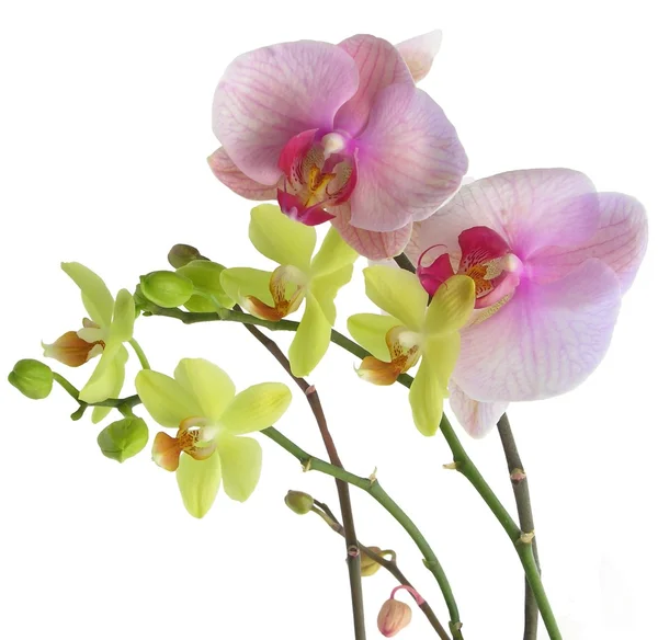Posy van orchideeën — Stockfoto