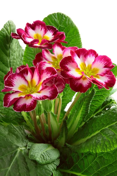 stock image Red and white primrose