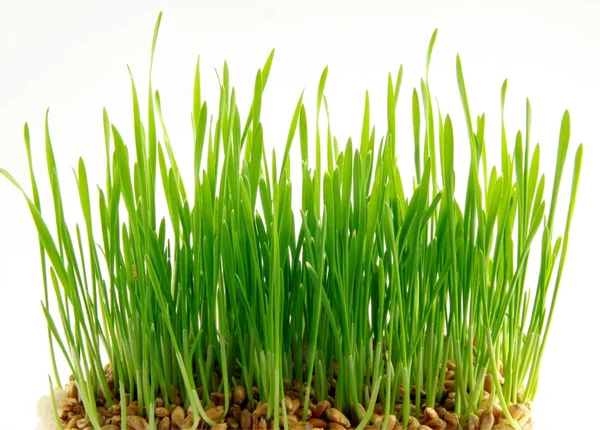 Buğday tohumların çimlenme — Stok fotoğraf