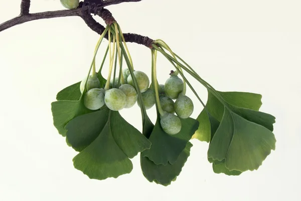 Ramita de gingko con hojas verdes y frutos —  Fotos de Stock