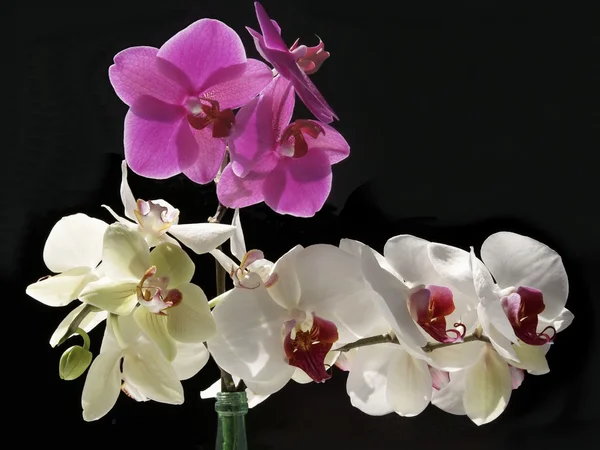 Фиолетовые и белые цветы орхидеи — стоковое фото