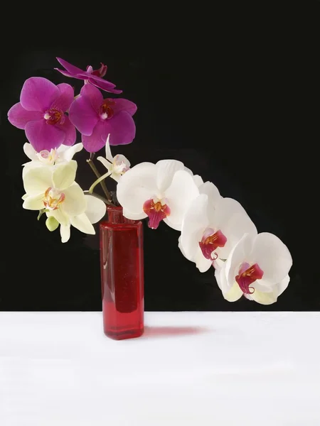 Orchidee viola e bianche in vaso di vetro rosso — Foto Stock