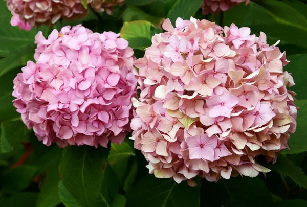 Flores rosadas de hortensia —  Fotos de Stock