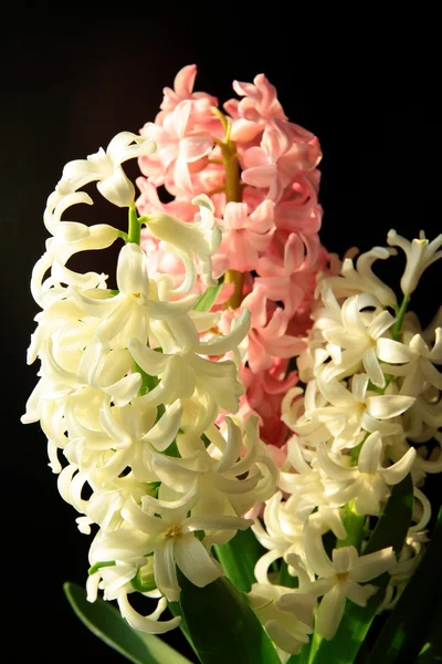 粉色和白色的花朵的风信子 — 图库照片