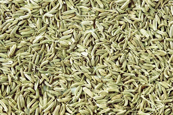 Зеленые семена фенхеля — стоковое фото