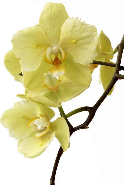 Hezká žluté květy orchidejí — Stock fotografie