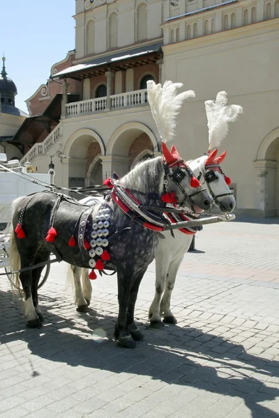 在克拉科夫的传统马出租车 — 图库照片