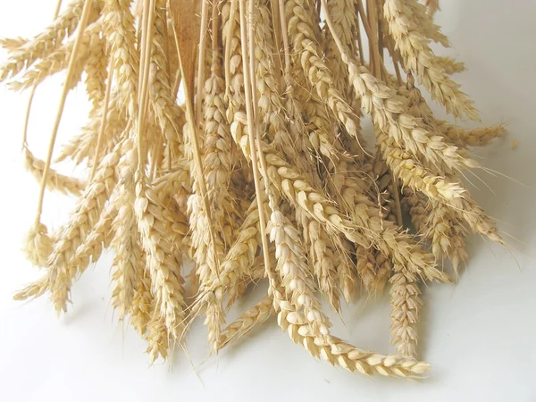 Pšeničné sušené uši a semena — Stock fotografie
