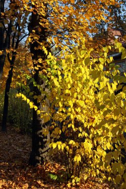 Polonya autumn, kırmızı ve altın yaprakları