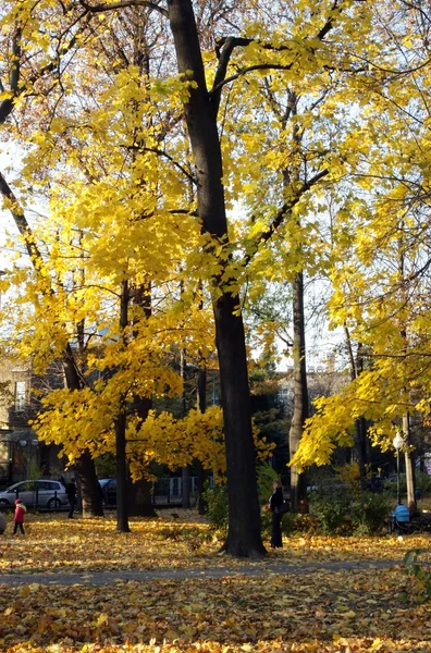 Золотые деревья в парке Польши — стоковое фото
