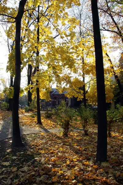 Gold polish autumn in park — Stock Photo, Image