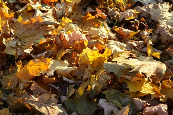 Ковер из желтых осенних листьев в польском парке — стоковое фото