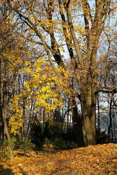 Осенний вид с большими деревьями и падение в Польше — стоковое фото