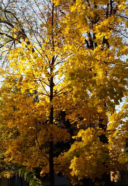 Árvores de bordo e paisagens de outono — Fotografia de Stock