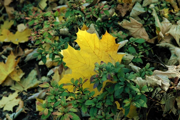 Желтый кленовый осенний лист — стоковое фото