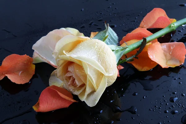 Rose och kronblad i svart bord — Stockfoto