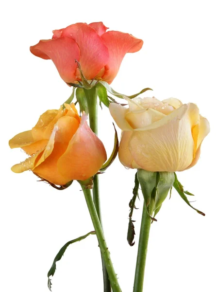 Posy van drie rozen — Stockfoto