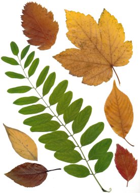 Multicolor autumn leaves clipart