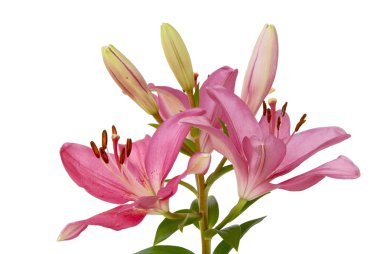 Pink lilies flowers