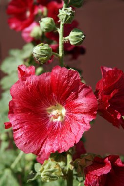 Red mallow flowers close up