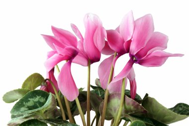 Cyclamens