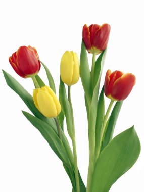 kırmızı ve sarı laleler