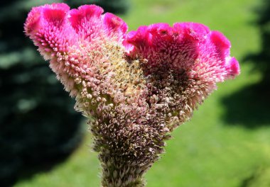 celosia çiçek yakın çekim