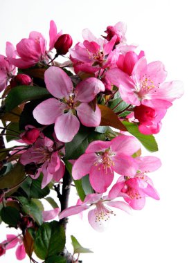 pembe çiçekler crabapple ağaç bahar