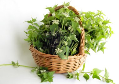 Dead nettle herb in basket clipart