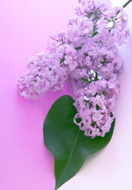 Cluster of lila flowers of lilac clipart