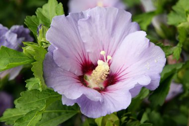 Lila hibiscus çiçek