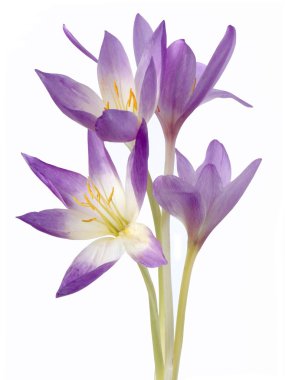 colchicum lila çiçek