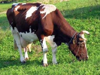 yeşil mera üzerinde kırmızı ve beyaz meşin inek