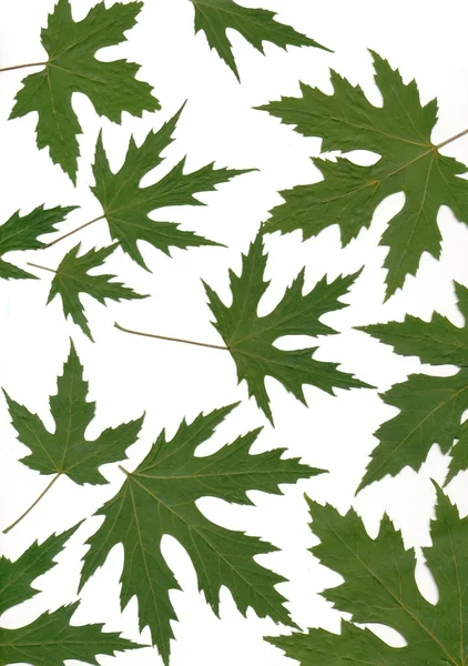 Groene bladeren van decoratieve esdoorn — Stockfoto