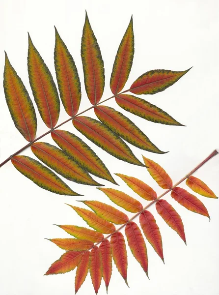 Autumn multicolor leaves of sumac tree — Stock Photo, Image