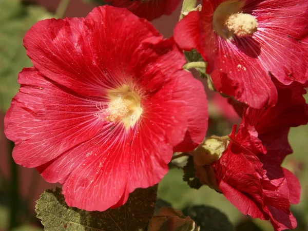 Flores rojas de malva — Foto de Stock