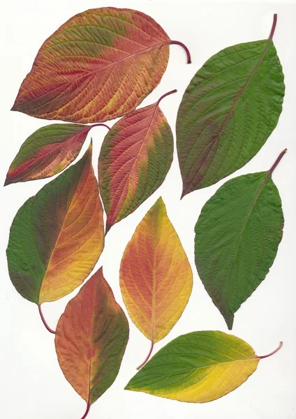 Multicolor fall autumn leaves — Stock Photo, Image