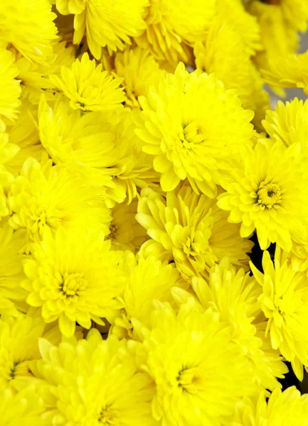 Fiori di chrisantemum gialli — Foto Stock