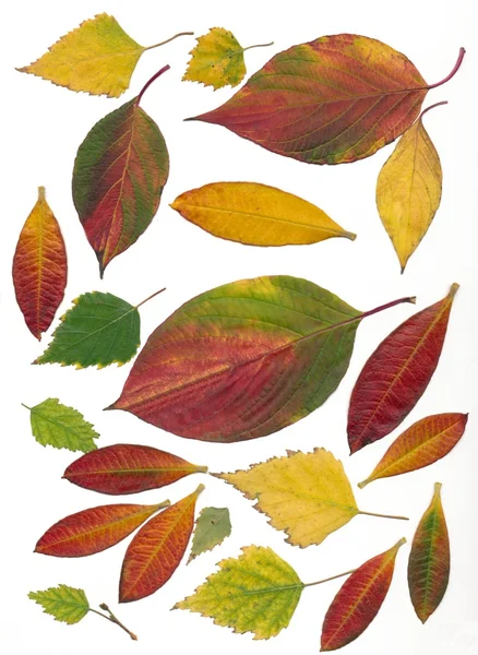 Hojas multicolores de otoño —  Fotos de Stock