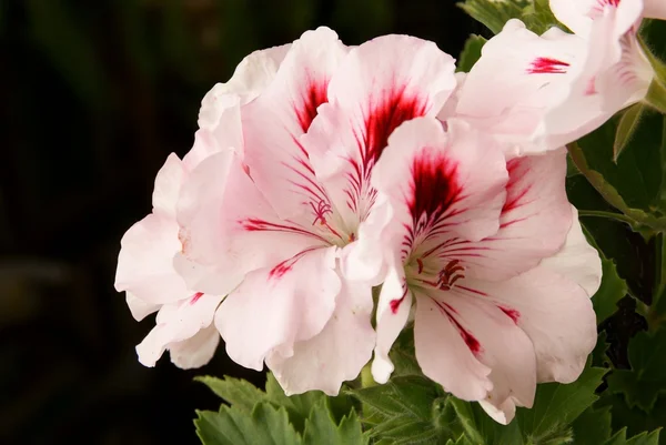 Рожева квітка рослини герані — стокове фото
